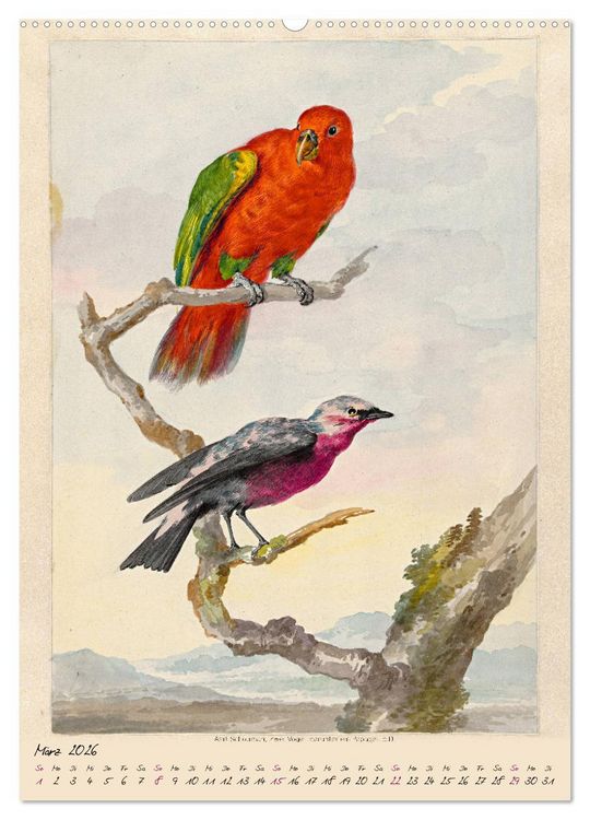 Produktbild: Aert Schouman. V&Ouml;GEL (Wandkalender 2026 DIN A2 hoch), CALVENDO Monatskalender