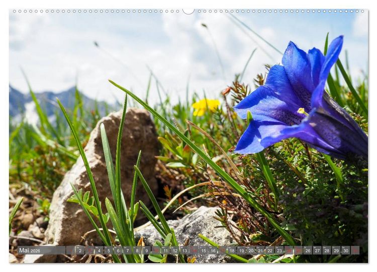 Produktbild: Flora der Alpen (hochwertiger Premium Wandkalender 2026 DIN A2 quer), Kunstdruck in Hochglanz