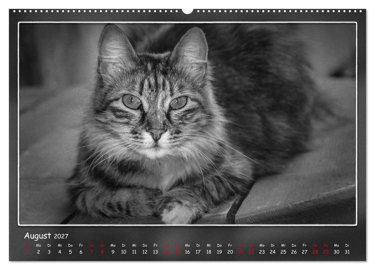 Produktbild: Tieren ins Gesicht geschaut (Wandkalender 2027 DIN A2 quer), CALVENDO Monatskalender