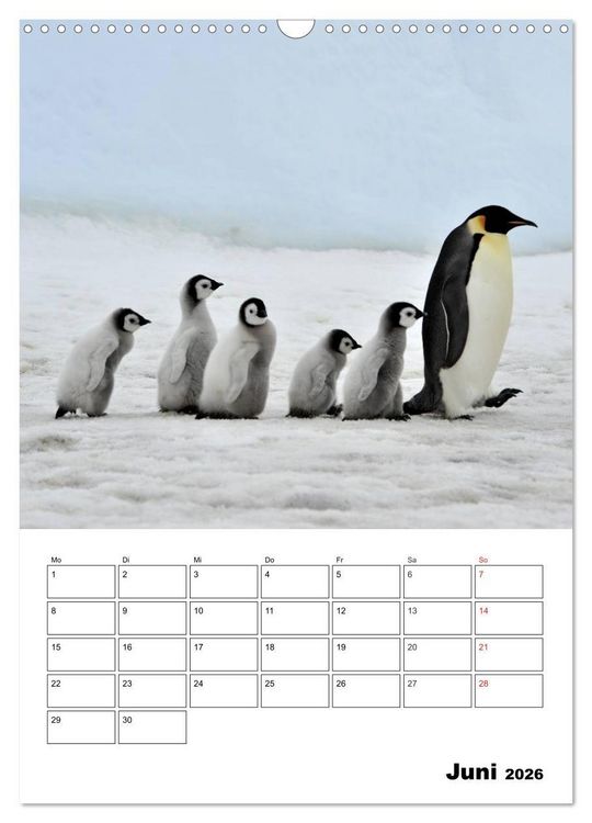 Produktbild: Pinguine. Familiengl&uuml;ck im Eis (Wandkalender 2026 DIN A3 hoch), CALVENDO Monatskalender