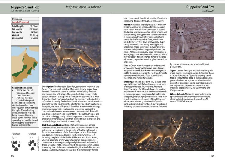 Produktbild: Spalton, A: Field Guide to the Mammals of Oman