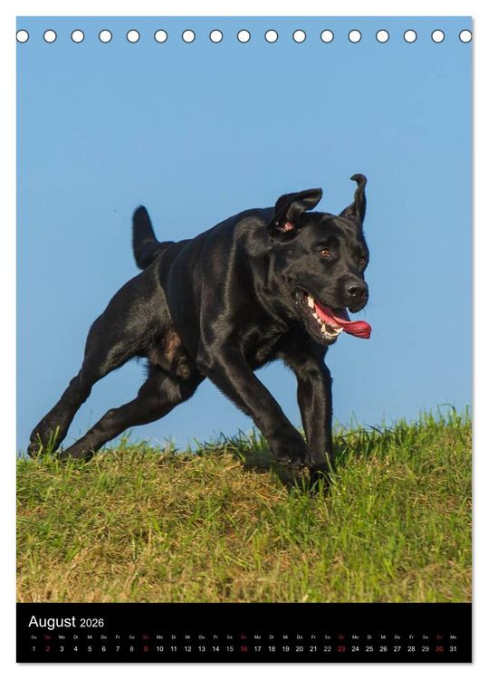 Produktbild: Faszination Labrador Retriever (Tischkalender 2026 DIN A5 hoch), CALVENDO Monatskalender