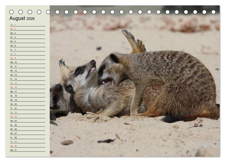 Produktbild: Erdm&auml;nnchen (Tischkalender 2026 DIN A5 quer), CALVENDO Monatskalender
