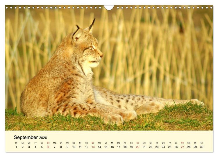 Produktbild: Scheue Wildtiere in heimischen W&auml;ldern und Bergen (Wandkalender 2026 DIN A3 quer), CALVENDO Monatskalender
