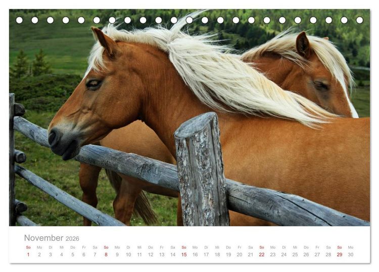 Produktbild: Pferde - In nat&uuml;rlicher Umgebung (Tischkalender 2026 DIN A5 quer), CALVENDO Monatskalender
