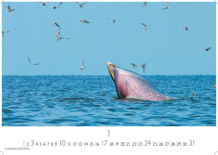 Produktbild: Wale und Delfine Kalender 2027 &ndash; Wandkalender | Fotokalender Tierkalender 35x50cm Grosses Format - Hochwertige Fotografien von Walen und Delfinen, die jeden Monat begeistern.