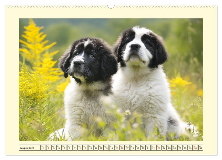 Produktbild: Landseer in der Natur. Majest&auml;tische und sanfte Hundeseelen (Wandkalender 2026 DIN A2 quer), CALVENDO Monatskalender