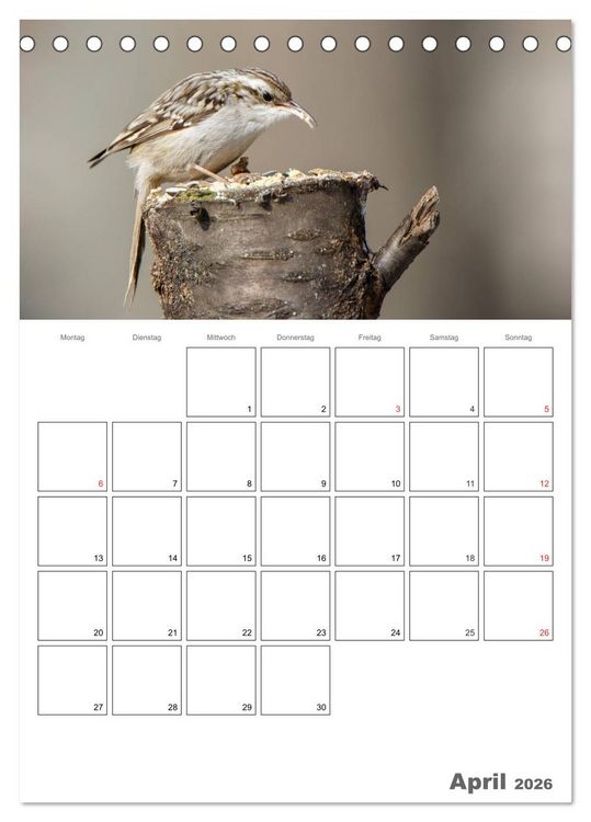 Produktbild: V&ouml;gel im heimischen Garten (Tischkalender 2026 DIN A5 hoch), CALVENDO Monatskalender