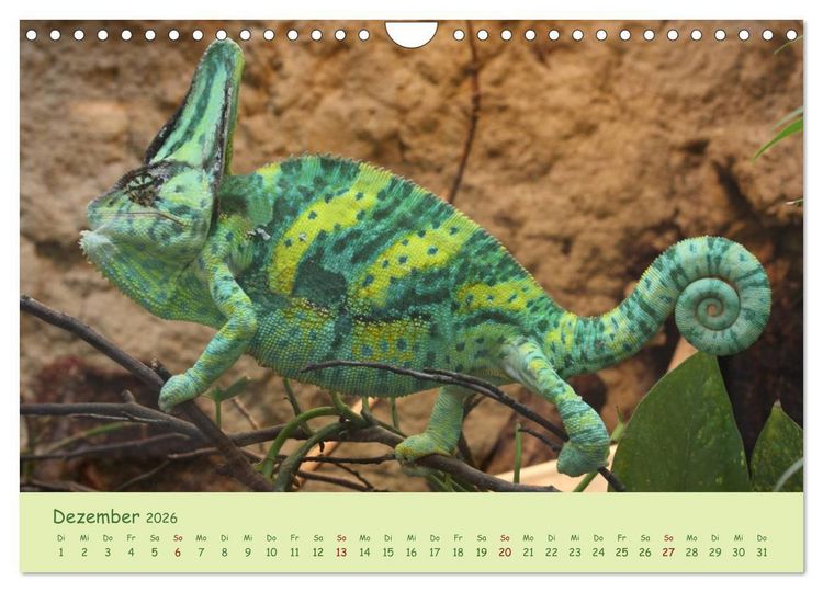 Produktbild: Augenblicke der Cham&auml;leons (Wandkalender 2026 DIN A4 quer), CALVENDO Monatskalender
