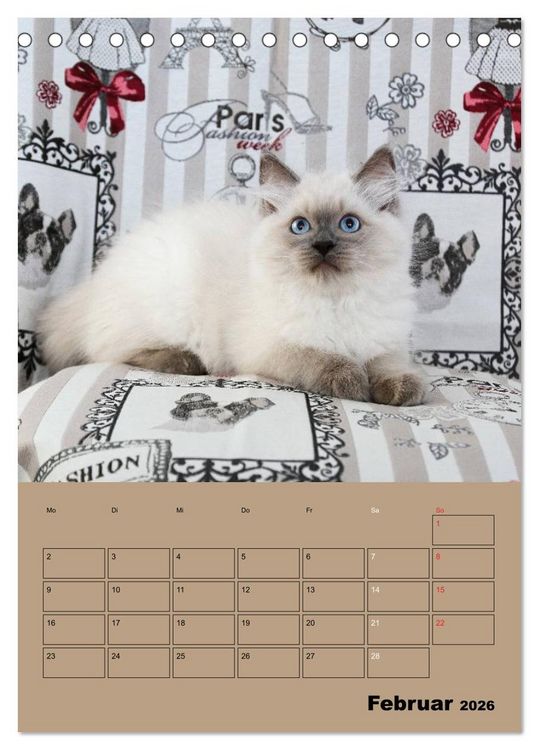Produktbild: Ragdolls zum Verlieben (Tischkalender 2026 DIN A5 hoch), CALVENDO Monatskalender