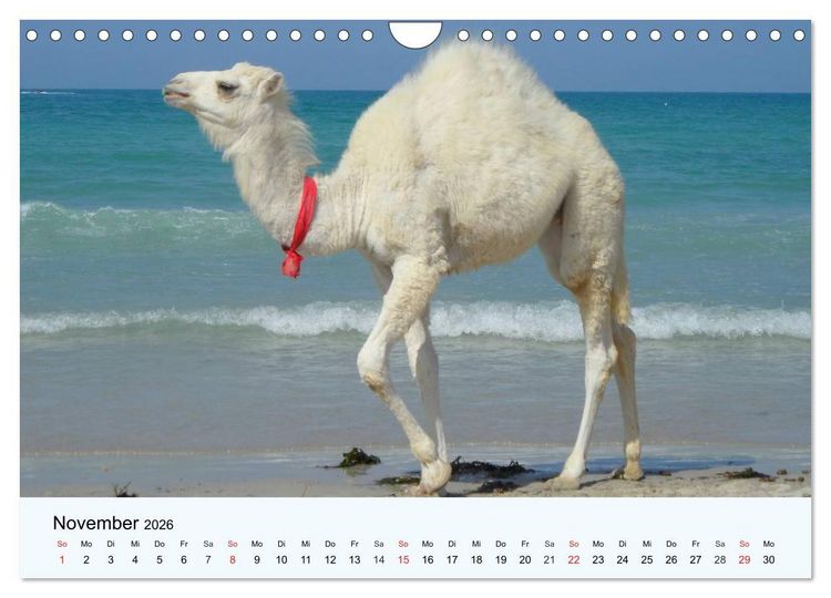 Produktbild: Die Kameliden. H&uuml;bsche Kamele, Lamas und Alpakas (Wandkalender 2026 DIN A4 quer), CALVENDO Monatskalender