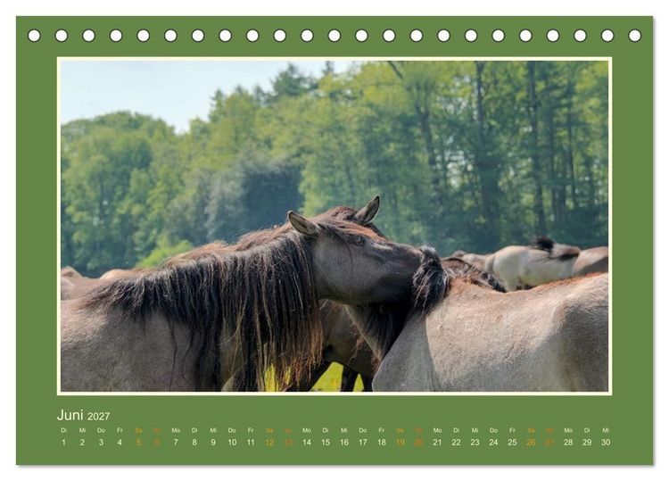 Produktbild: Die letzten Wilden - freilebende Pferde in D&uuml;lmen (Tischkalender 2027 DIN A5 quer), CALVENDO Monatskalender