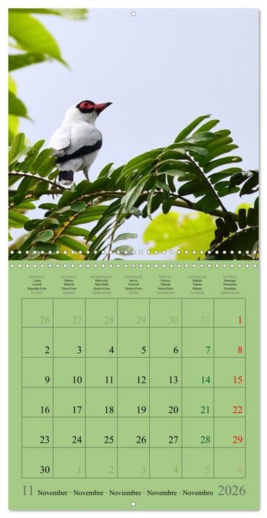 Produktbild: Costa Rican Birds (Wall Calendar 2026 12 &times; 12 Inch) CALVENDO 12 Month Wall Calendar