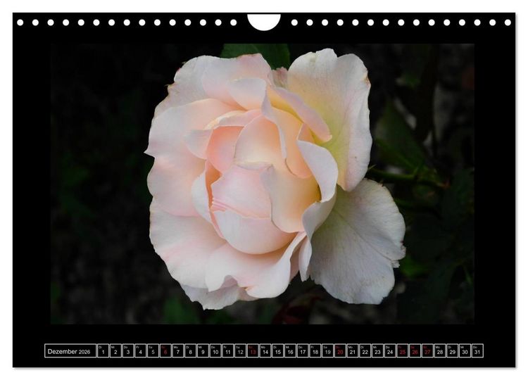Produktbild: Im Duft der Rosen (Wandkalender 2026 DIN A4 quer), CALVENDO Monatskalender
