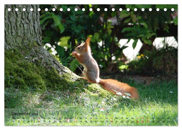 Produktbild: Spa&szlig; mit Eichh&ouml;rnchen-Kindern (Tischkalender 2026 DIN A5 quer), CALVENDO Monatskalender