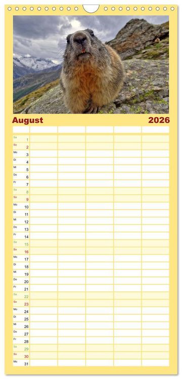 Produktbild: Familienplaner 2026 - Und ewig pfeift das Murmeltier mit 5 Spalten (Wandkalender, 21 x 45 cm) CALVENDO