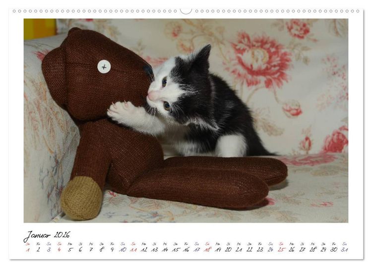 Produktbild: Die Launen der Katzen 2026 (hochwertiger Premium Wandkalender 2026 DIN A2 quer), Kunstdruck in Hochglanz