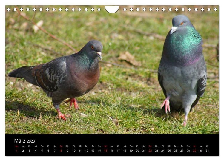 Produktbild: Tauben in der Stadt (Wandkalender 2026 DIN A4 quer), CALVENDO Monatskalender