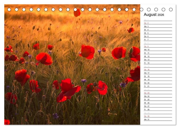 Produktbild: Ein Traum von Mohn (Tischkalender 2026 DIN A5 quer), CALVENDO Monatskalender