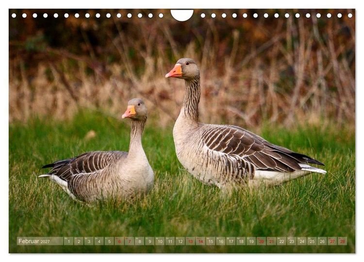 Produktbild: Gans sch&ouml;n wild (Wandkalender 2027 DIN A4 quer), CALVENDO Monatskalender