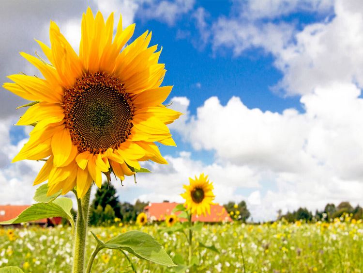 Produktbild: CALVENDO Puzzle Eversmeer - Sonnenblumenfeld | 1000 Teile Lege-Gr&ouml;&szlig;e 64x48cm Foto-Puzzle f&uuml;r gl&uuml;ckliche Stunden
