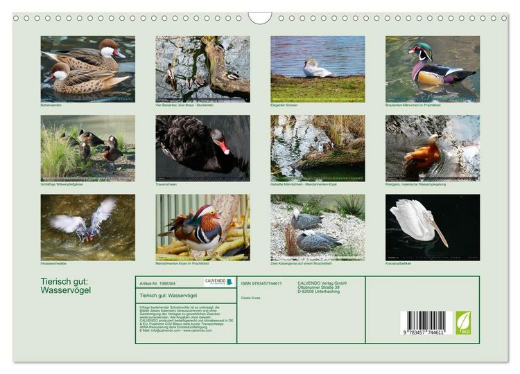 Produktbild: Tierisch gut: Wasserv&ouml;gel (Wandkalender 2026 DIN A3 quer), CALVENDO Monatskalender