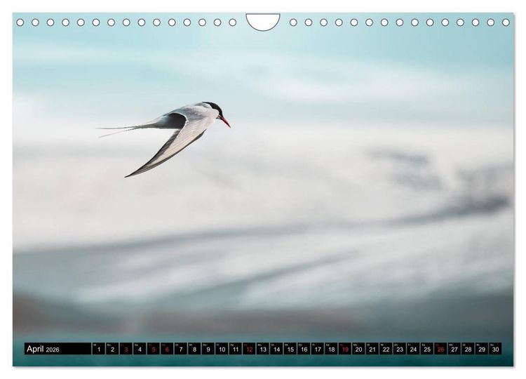 Produktbild: Island. Ein Land f&uuml;r Entdecker und Abenteurer. (Wandkalender 2026 DIN A4 quer), CALVENDO Monatskalender