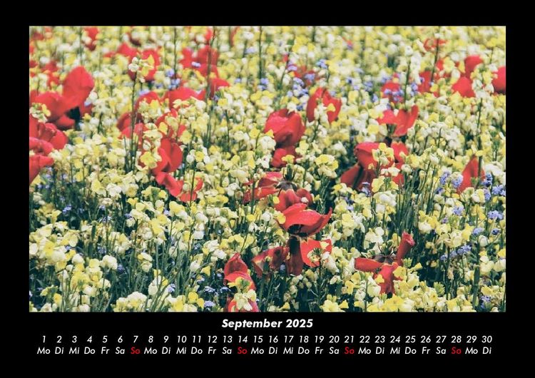 Produktbild: Blumentr&auml;ume 2025 Fotokalender DIN A3
