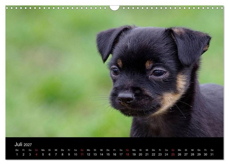Produktbild: Katzen & Hunde (Wandkalender 2027 DIN A3 quer), CALVENDO Monatskalender