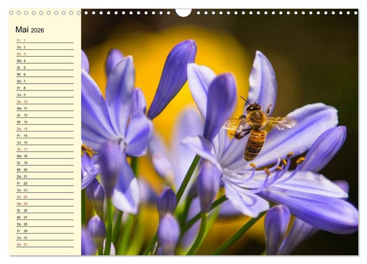 Produktbild: Flei&szlig;ige Bienen. Von der Bl&uuml;te bis zum Honig (Wandkalender 2026 DIN A3 quer), CALVENDO Monatskalender