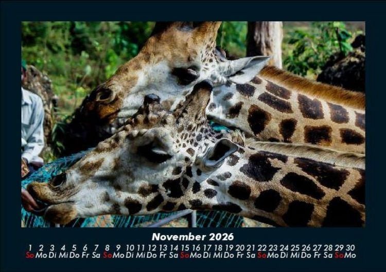 Produktbild: Giraffen 2026 Fotokalender DIN A5