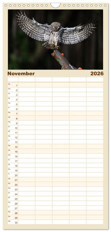 Produktbild: Familienplaner 2026 - Faszination Steinkauz mit 5 Spalten (Wandkalender, 21 x 45 cm) CALVENDO