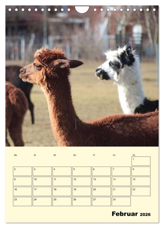 Produktbild: Alpakas erleben (Wandkalender 2026 DIN A4 hoch), CALVENDO Monatskalender
