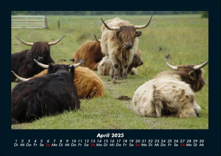 Produktbild: Kuhkalender 2025 Fotokalender DIN A4