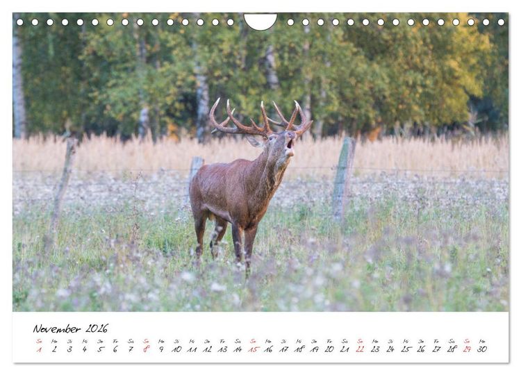 Produktbild: Rotwild - im Naturparadies der Mecklenburgischen Seenplatte (Wandkalender 2026 DIN A4 quer), CALVENDO Monatskalender