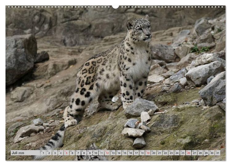 Produktbild: Schneeleoparden. Perfekte Raubkatzen-Sch&ouml;nheiten (hochwertiger Premium Wandkalender 2026 DIN A2 quer), Kunstdruck in Hochglanz
