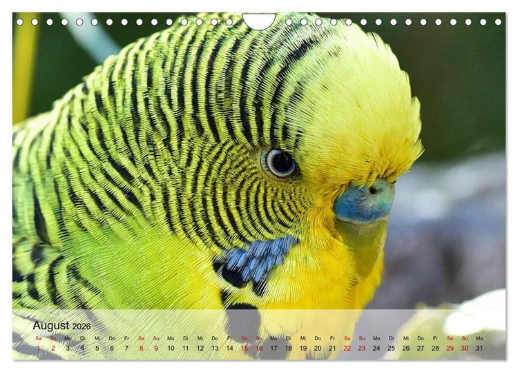 Produktbild: Wellensittiche - gesellige Freunde (Wandkalender 2026 DIN A4 quer), CALVENDO Monatskalender