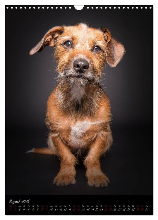 Produktbild: Hunde-Augen-Blicke (Wandkalender 2026 DIN A3 hoch), CALVENDO Monatskalender