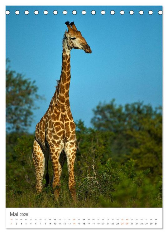 Produktbild: Giraffen - Die Grazien in Afrikas Savannen (Tischkalender 2026 DIN A5 hoch), CALVENDO Monatskalender
