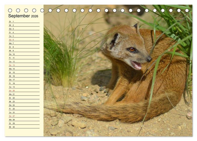 Produktbild: Afrika. Tiere in freier Wildbahn (Tischkalender 2026 DIN A5 quer), CALVENDO Monatskalender