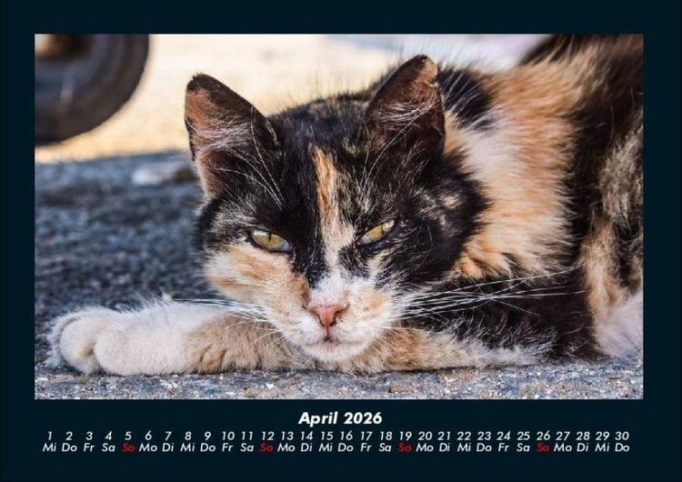 Produktbild: F&uuml;r Katzenfreunde 2026 Fotokalender DIN A4