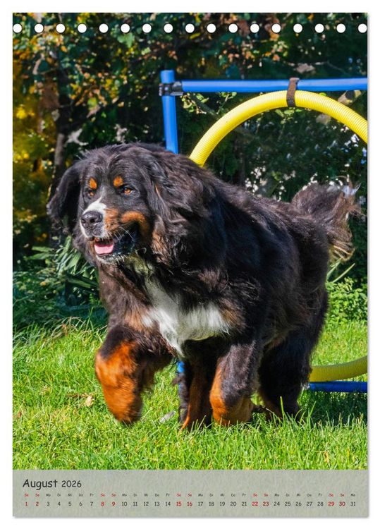 Produktbild: Berner Sennenhund - Ein Hund f&uuml;r alle F&auml;lle (Tischkalender 2026 DIN A5 hoch), CALVENDO Monatskalender