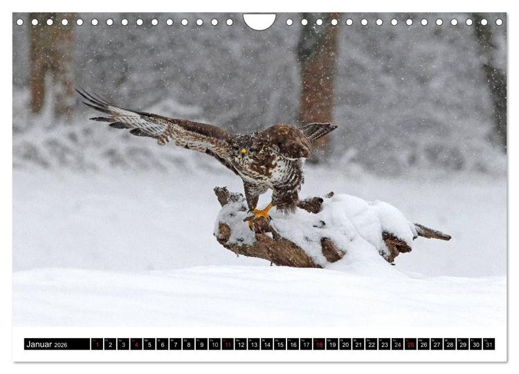 Produktbild: GREIFV&Ouml;GEL wild & frei (Wandkalender 2026 DIN A4 quer), CALVENDO Monatskalender