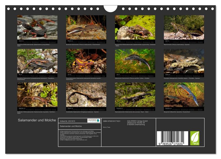 Produktbild: Salamander und Molche (Wandkalender 2026 DIN A4 quer), CALVENDO Monatskalender