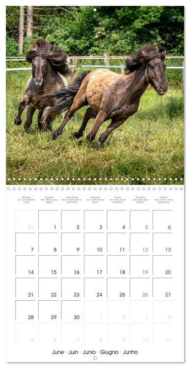 Produktbild: Charming Icelandic Horses (Wall Calendar 2027 12 &times; 12 Inch) CALVENDO 12 Month Wall Calendar