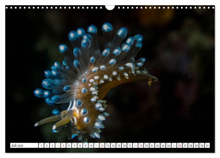 Produktbild: unterwasser makro 2026 (Wandkalender 2026 DIN A3 quer), CALVENDO Monatskalender