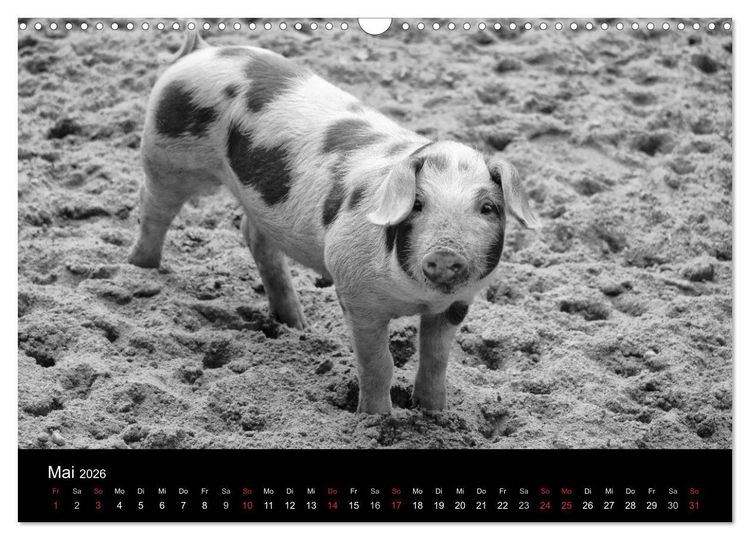 Produktbild: Das Leben der Schweine (Wandkalender 2026 DIN A3 quer), CALVENDO Monatskalender