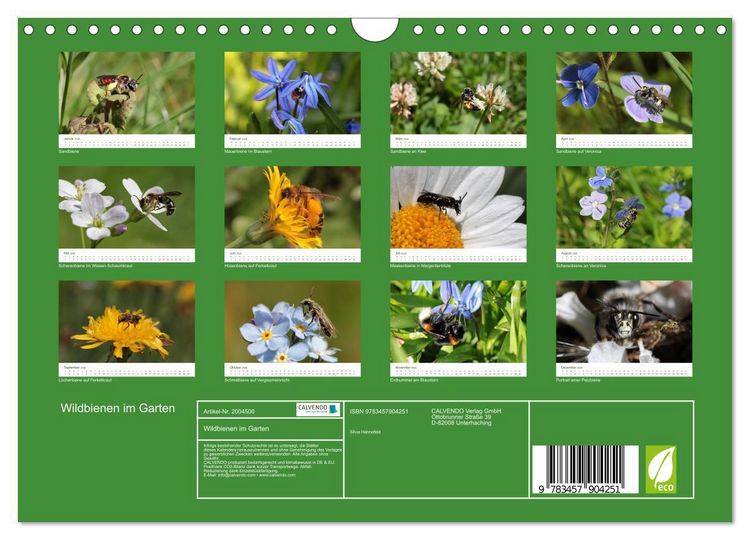 Produktbild: Wildbienen im Garten (Wandkalender 2026 DIN A4 quer), CALVENDO Monatskalender