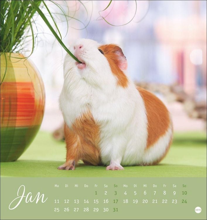 Produktbild: Kuschelige Meerschweinchen Postkartenkalender 2027