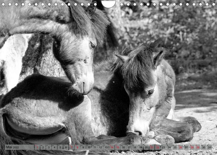 Produktbild: Die letzten Wildpferde Exmoor Ponys (Wandkalender 2022 DIN A4 quer)
